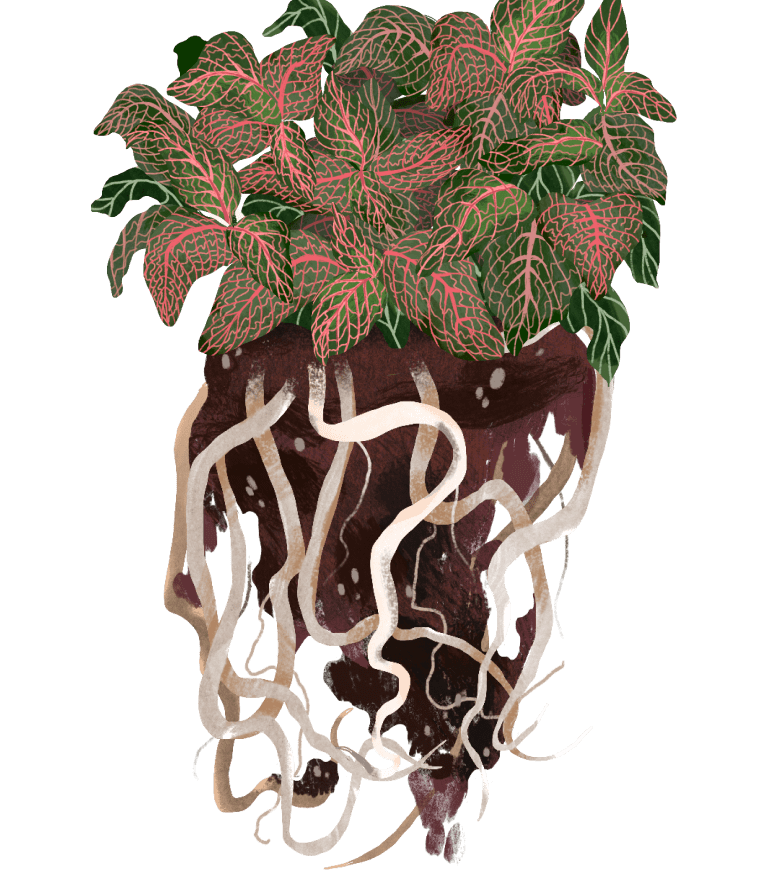 Nerve Plant Plant Care Guide